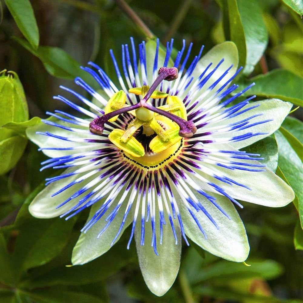 Blue - Passionflower for planting in home garden
